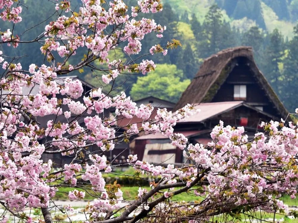 2023日韓櫻花季8大賞櫻行程!奈良、富士山、首爾...通通列為人生必訪旅遊景點!-3