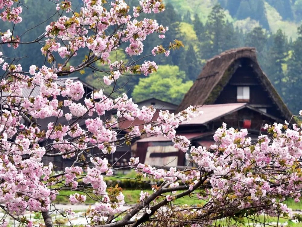 2023日韓櫻花季8大賞櫻行程！奈良、富士山、首爾...通通列為人生必訪旅遊景點！-3