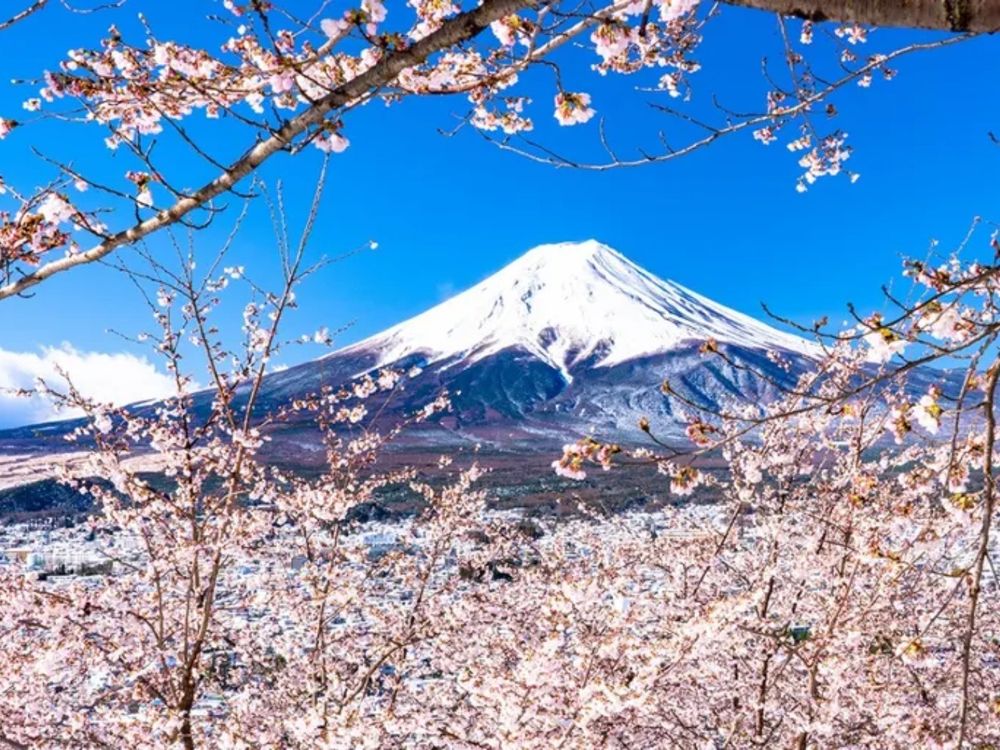 2023日韓櫻花季8大賞櫻行程！奈良、富士山、首爾...通通列為人生必訪旅遊景點！-2