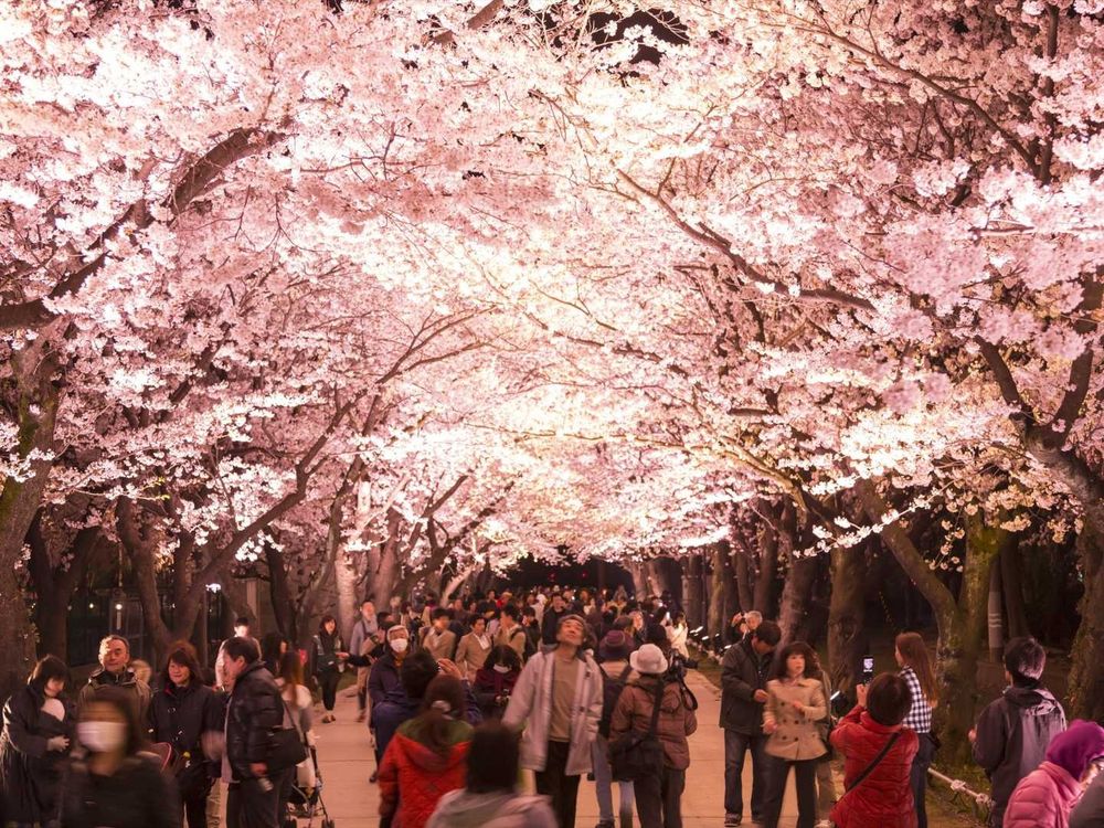 2023日本櫻花季6大秘境!開花時間、景點介紹...搭JR東日本周遊券5天內賞櫻賞到爆!-12