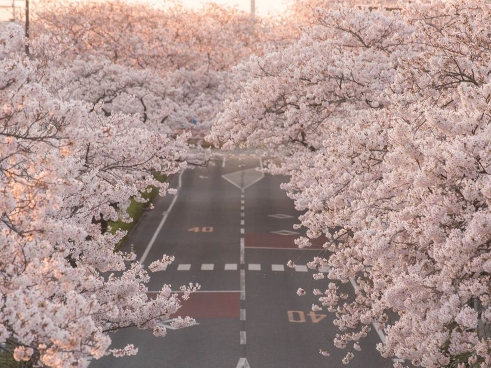 2023日本櫻花季6大秘境!開花時間、景點介紹...搭JR東日本周遊券5天內賞櫻賞到爆!-5