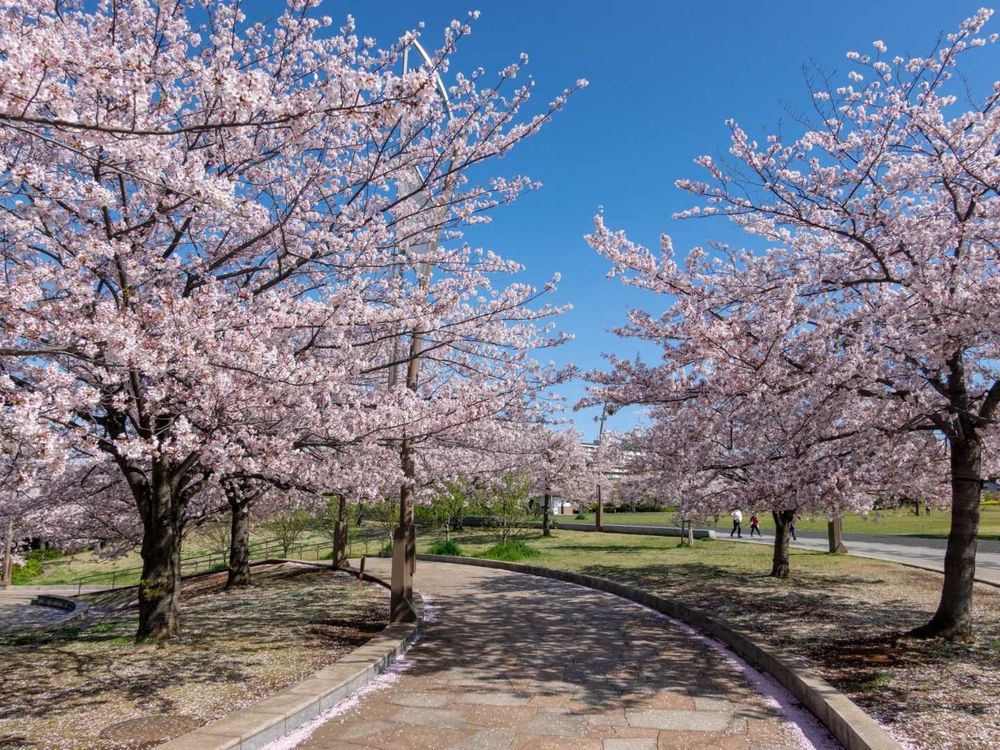 2023日本櫻花季6大秘境!開花時間、景點介紹...搭JR東日本周遊券5天內賞櫻賞到爆!-3