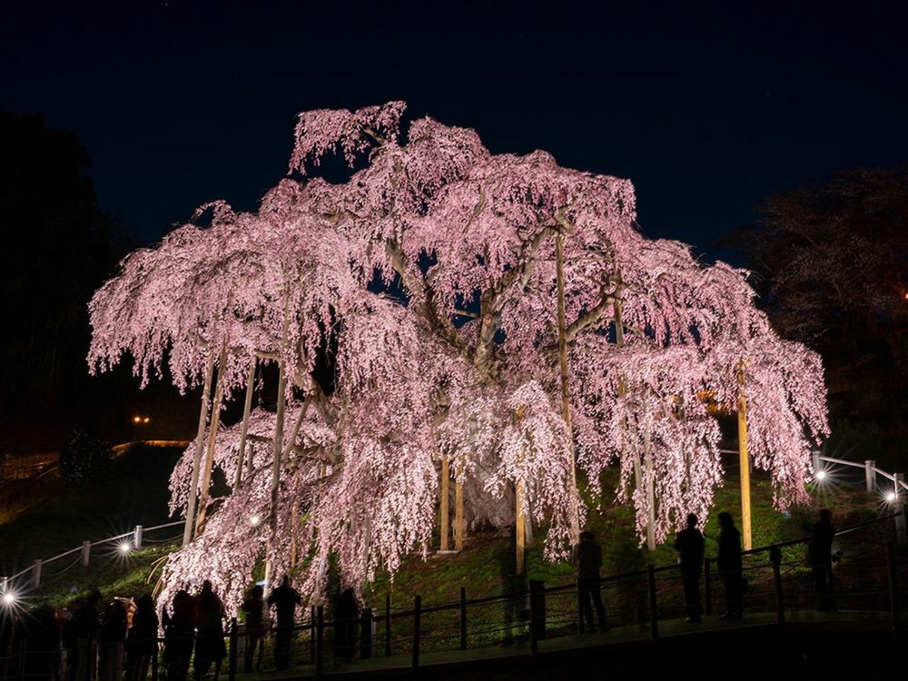 2023日本櫻花季6大秘境!開花時間、景點介紹...搭JR東日本周遊券5天內賞櫻賞到爆!-7