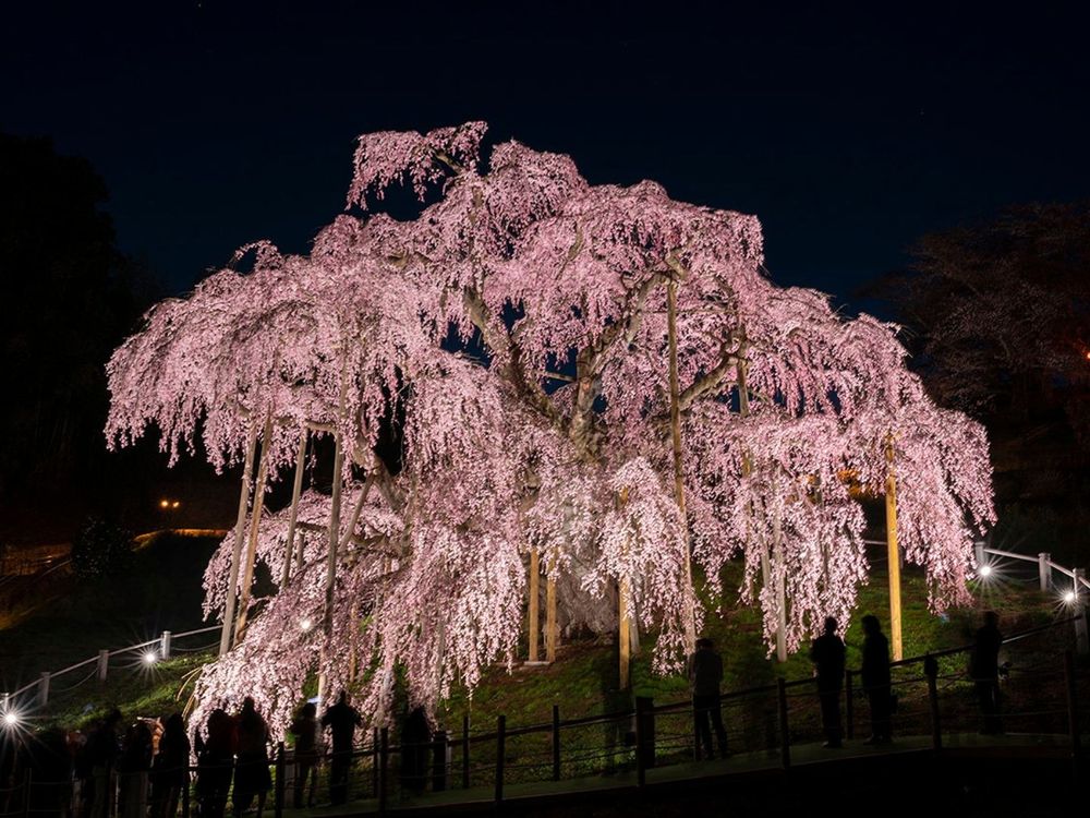 2023日本櫻花季6大秘境！開花時間、景點介紹...搭JR東日本周遊券5天內賞櫻賞到爆！-7