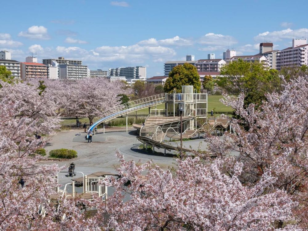 2023日本櫻花季6大秘境!開花時間、景點介紹...搭JR東日本周遊券5天內賞櫻賞到爆!-4