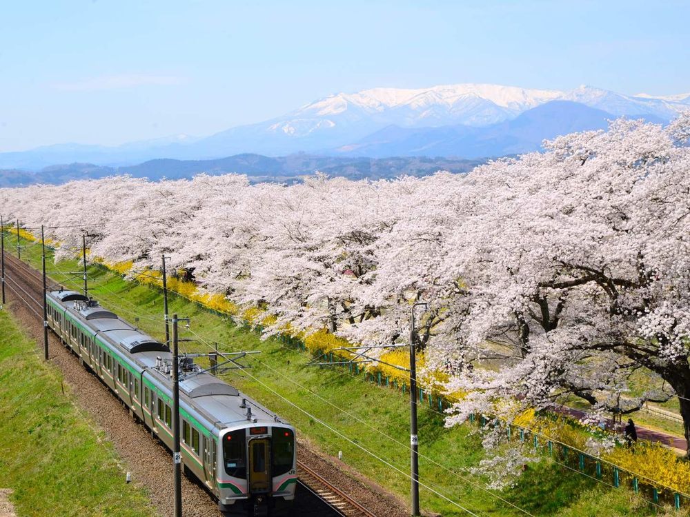 2023日本櫻花季6大秘境！開花時間、景點介紹...搭JR東日本周遊券5天內賞櫻賞到爆！-9