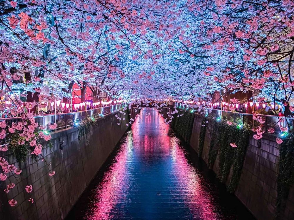 2023日本櫻花季6大秘境!開花時間、景點介紹...搭JR東日本周遊券5天內賞櫻賞到爆!-1