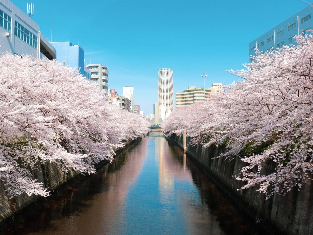 2023日本櫻花季6大秘境!開花時間、景點介紹...搭JR東日本周遊券5天內賞櫻賞到爆!-2