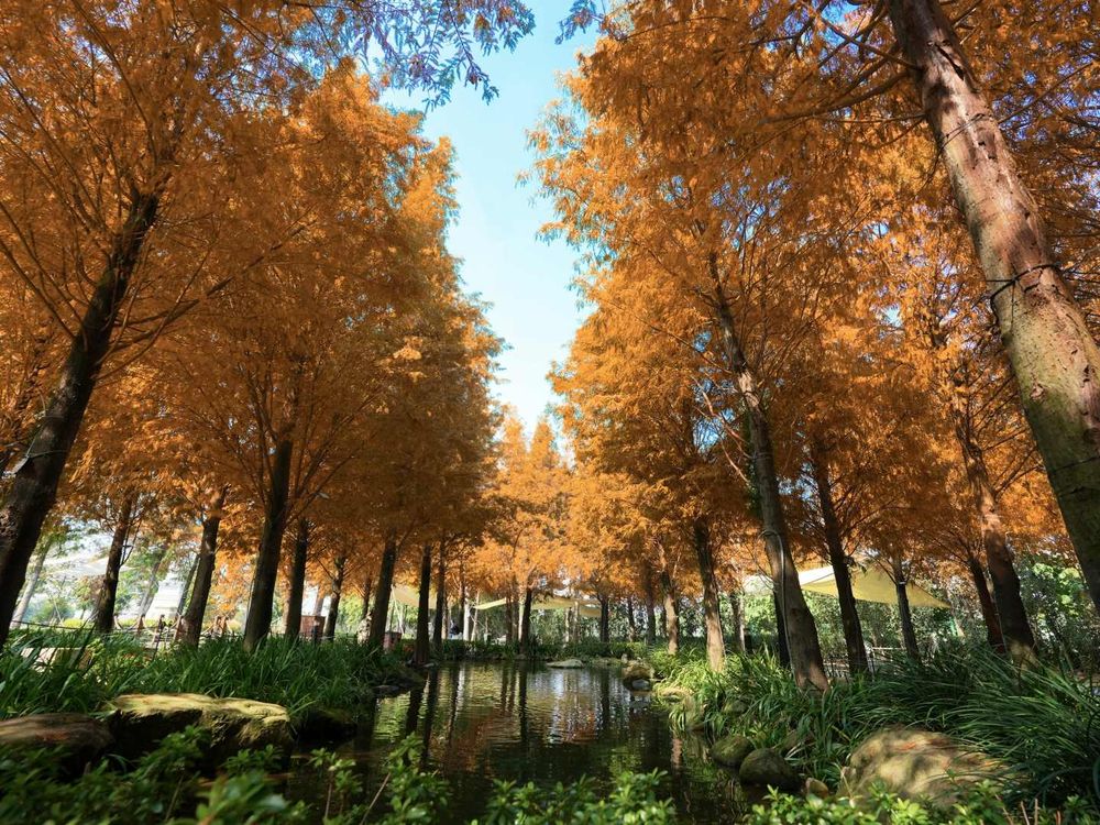2023聖誕節「佐登妮絲城堡」6米粉紅聖誕樹、落羽松林秘境...7大亮點快衝朝聖！-4