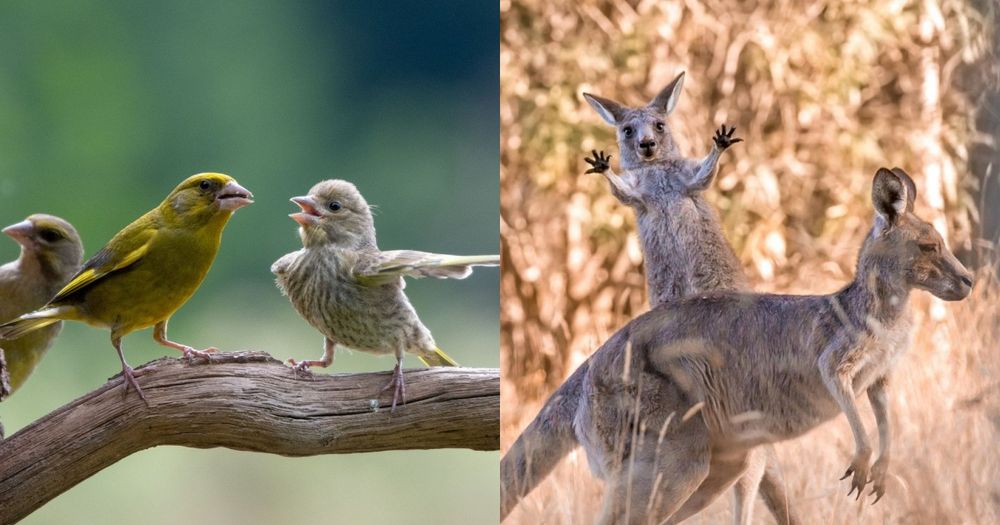 老師你看他啦！2023搞笑野生動物攝影獎「告狀小鳥」、「屁孩袋鼠」全都又萌又爆笑！-1