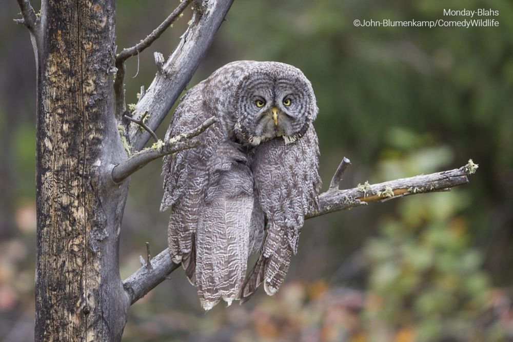 老師你看他啦！2023搞笑野生動物攝影獎「告狀小鳥」、「屁孩袋鼠」全都又萌又爆笑！-6