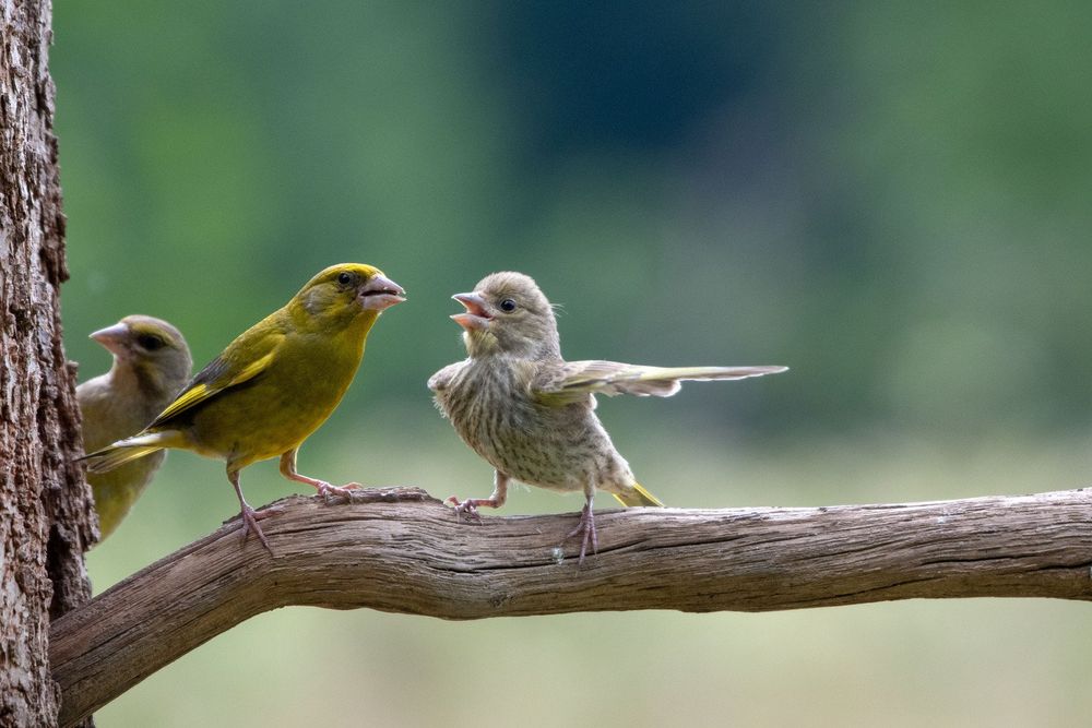 老師你看他啦！2023搞笑野生動物攝影獎「告狀小鳥」、「屁孩袋鼠」全都又萌又爆笑！-3