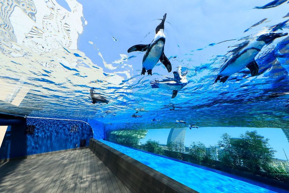 不要只去迪士尼！2024最新日本東京旅遊景點「陽光水族館、Shibuya Sky...」全都超好拍！-13