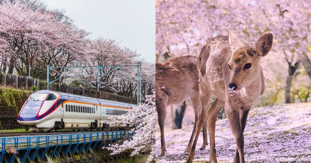 2024日本7大賞櫻景點推薦！東京粉白櫻海、奈良邊看小鹿邊賞櫻⋯手刀訂機票！-1