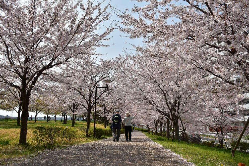 2024日本7大賞櫻景點推薦！東京粉白櫻海、奈良邊看小鹿邊賞櫻⋯手刀訂機票！-5
