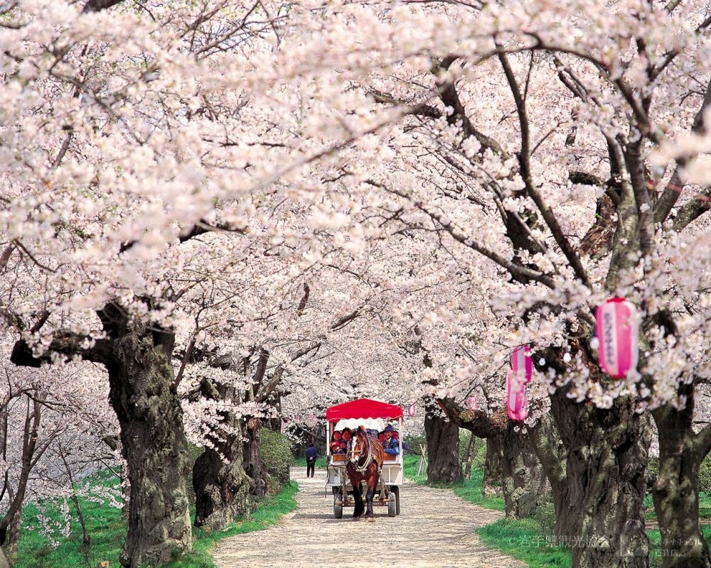 2024日本7大賞櫻景點推薦！東京粉白櫻海、奈良邊看小鹿邊賞櫻⋯手刀訂機票！-13