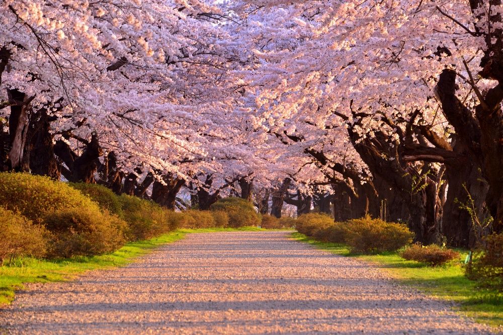 2024日本7大賞櫻景點推薦！東京粉白櫻海、奈良邊看小鹿邊賞櫻⋯手刀訂機票！-12