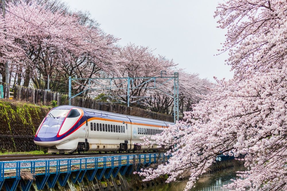 2024日本7大賞櫻景點推薦！東京粉白櫻海、奈良邊看小鹿邊賞櫻⋯手刀訂機票！-15