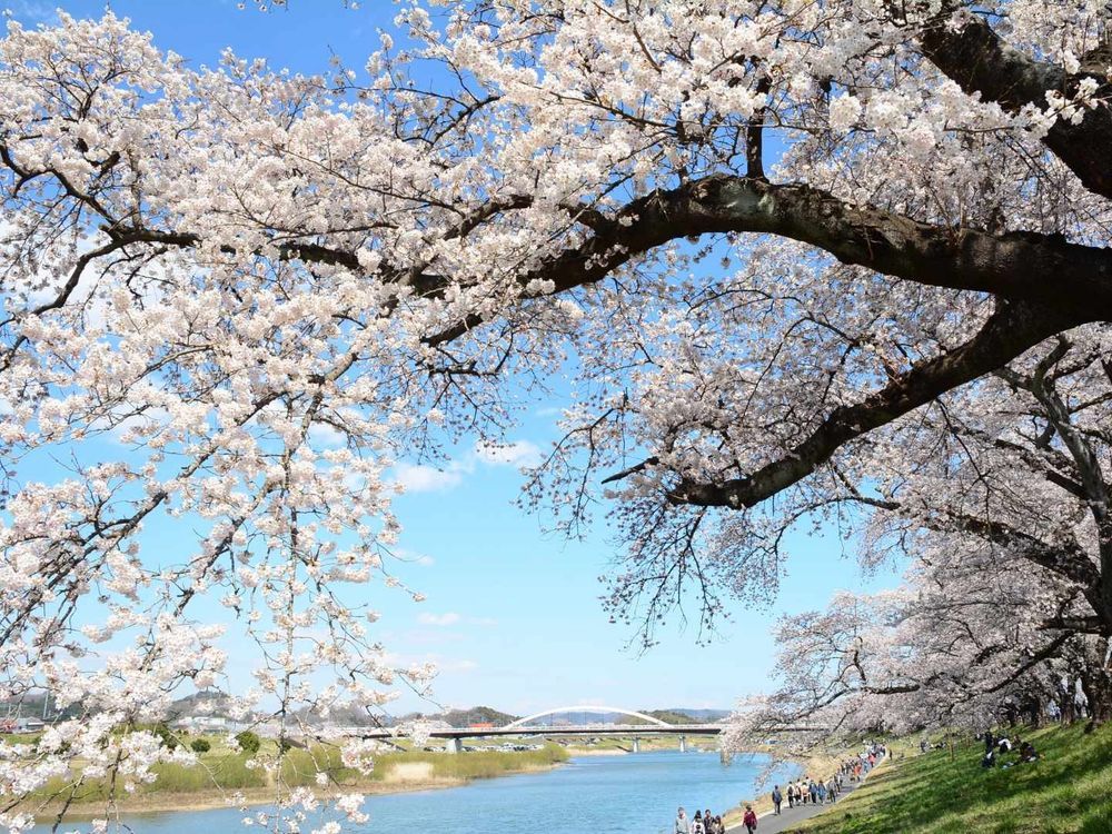 2024日本7大賞櫻景點推薦！東京粉白櫻海、奈良邊看小鹿邊賞櫻⋯手刀訂機票！-18