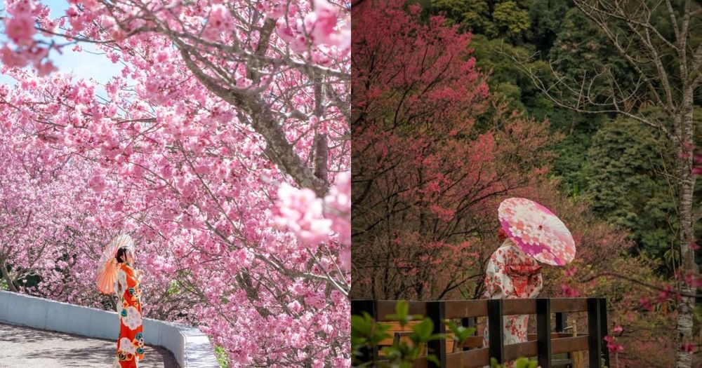 不用飛日本！2024全台賞櫻景點懶人包：武陵農場、新竹司馬庫斯⋯粉紅花海浪漫炸！-1