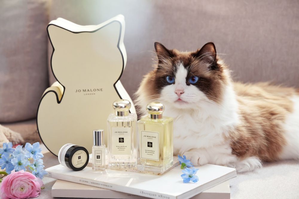 最萌禮物盒來了！Jo Malone London 期間限定貓咪、小熊奶油香水禮盒，還有限量磁釦、行李吊牌、鑰匙圈滿額贈！-11