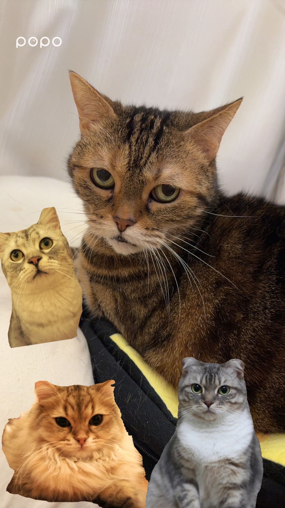 2024 IG限動新功能懶人包！拍立得貼紙、「這功能」I人怕爆⋯社群重度使用者快更新！-11