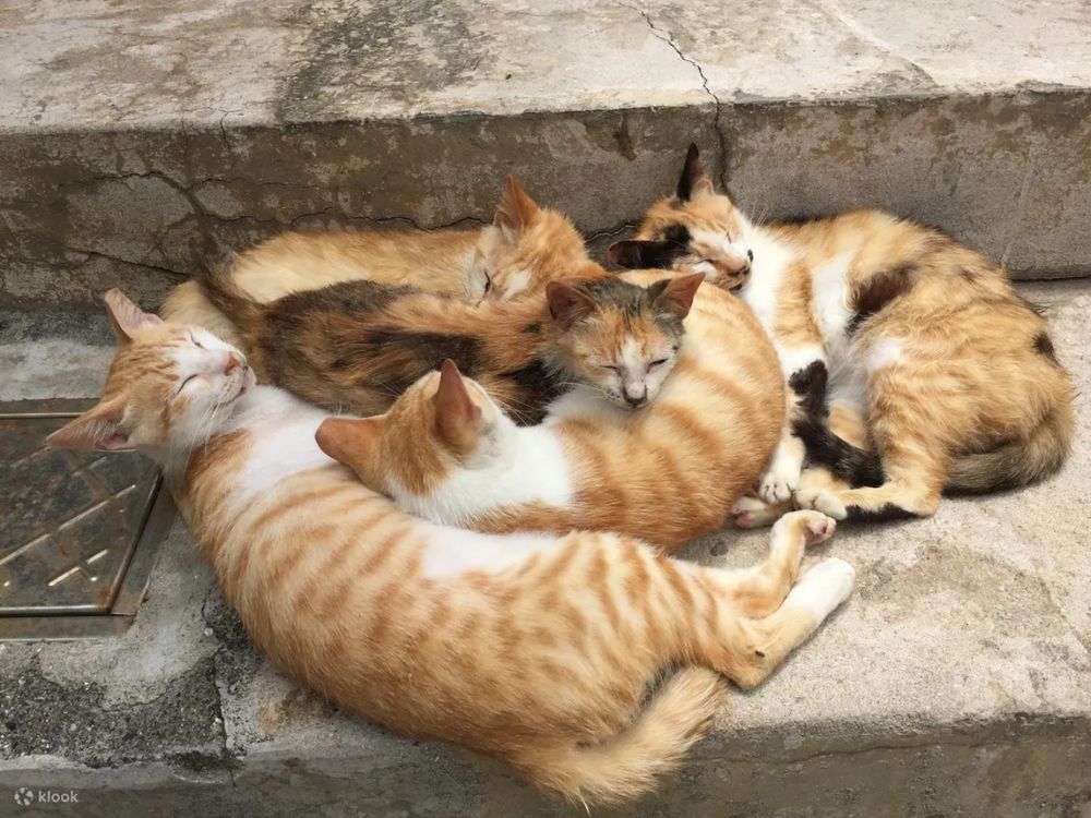 2024澎湖花火節來了！「台版貓島」虎井嶼、情侶必訪七美島等5大景點懶人包一次看！-5