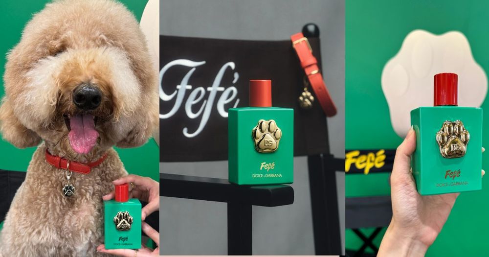全亞洲首發、台灣第一支狗狗香水！D&G狗界時尚精品香氛噴霧，為毛小孩穿上「奶香調」時尚配件！ -1