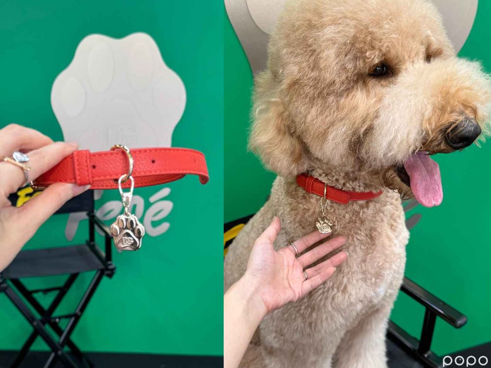 全亞洲首發、台灣第一支狗狗香水！D&G狗界時尚精品香氛噴霧，為毛小孩穿上「奶香調」時尚配件！ -6