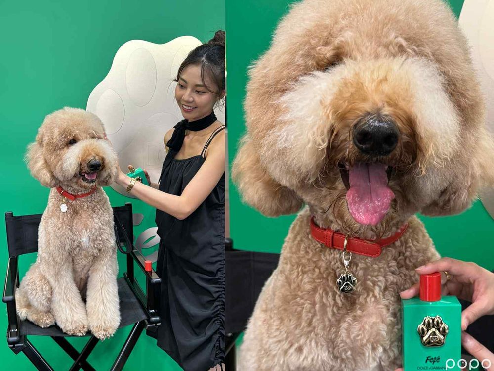 全亞洲首發、台灣第一支狗狗香水！D&G狗界時尚精品香氛噴霧，為毛小孩穿上「奶香調」時尚配件！ -8