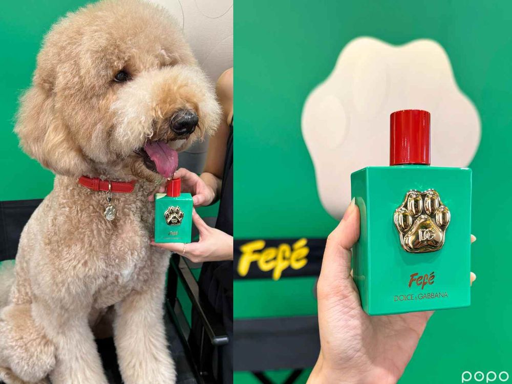 全亞洲首發、台灣第一支狗狗香水！D&G狗界時尚精品香氛噴霧，為毛小孩穿上「奶香調」時尚配件！ -9