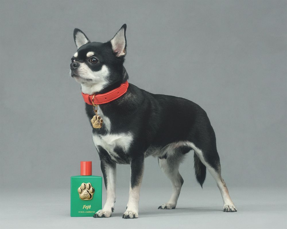 全亞洲首發、台灣第一支狗狗香水！D&G狗界時尚精品香氛噴霧，為毛小孩穿上「奶香調」時尚配件！ -14