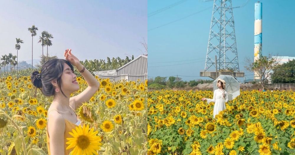 2024全台5大向日葵景點懶人包！貓空步道、大佳河濱公園⋯無邊際金黃花海隨便拍都美翻！-1