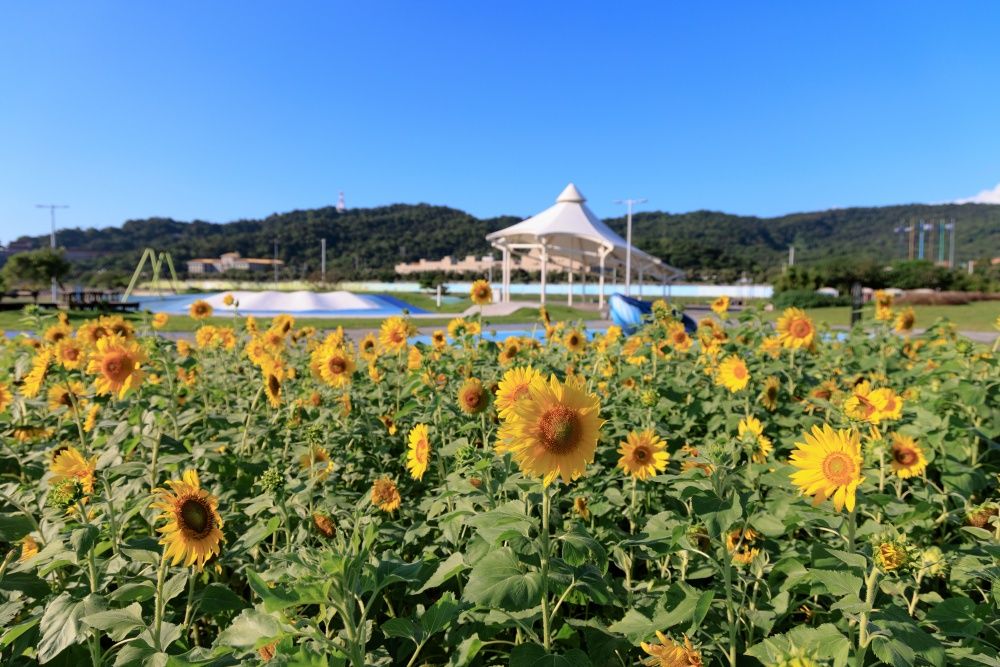 2024全台5大向日葵景點懶人包！貓空步道、大佳河濱公園⋯無邊際金黃花海隨便拍都美翻！-8