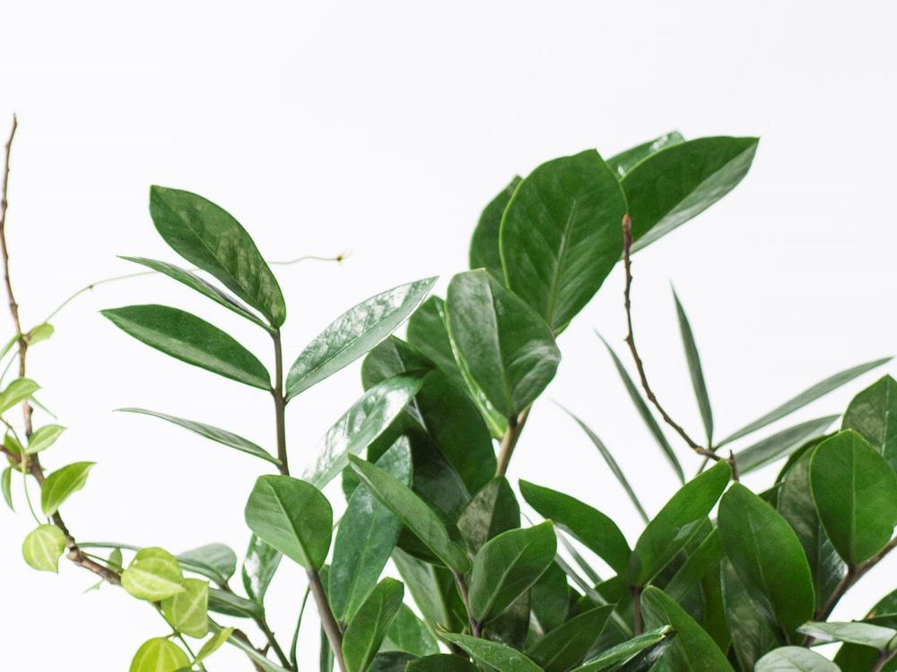 2024年底招財小物推薦！5款開運招財多肉植物推薦、放在桌上可愛又能賺大錢！-1