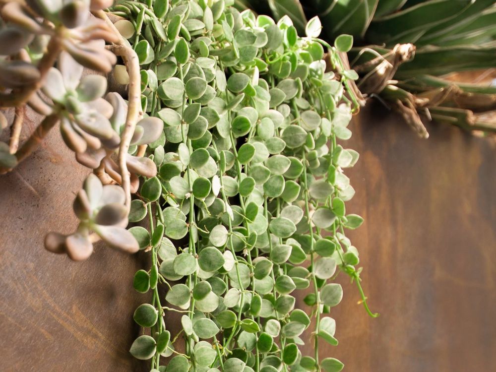 2024年底招財小物推薦！5款開運招財多肉植物推薦、放在桌上可愛又能賺大錢！-2