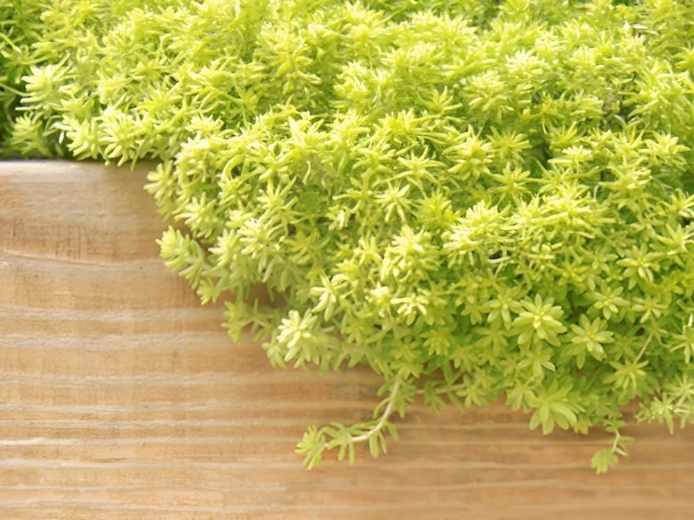 2024年底招財小物推薦！5款開運招財多肉植物推薦、放在桌上可愛又能賺大錢！-3