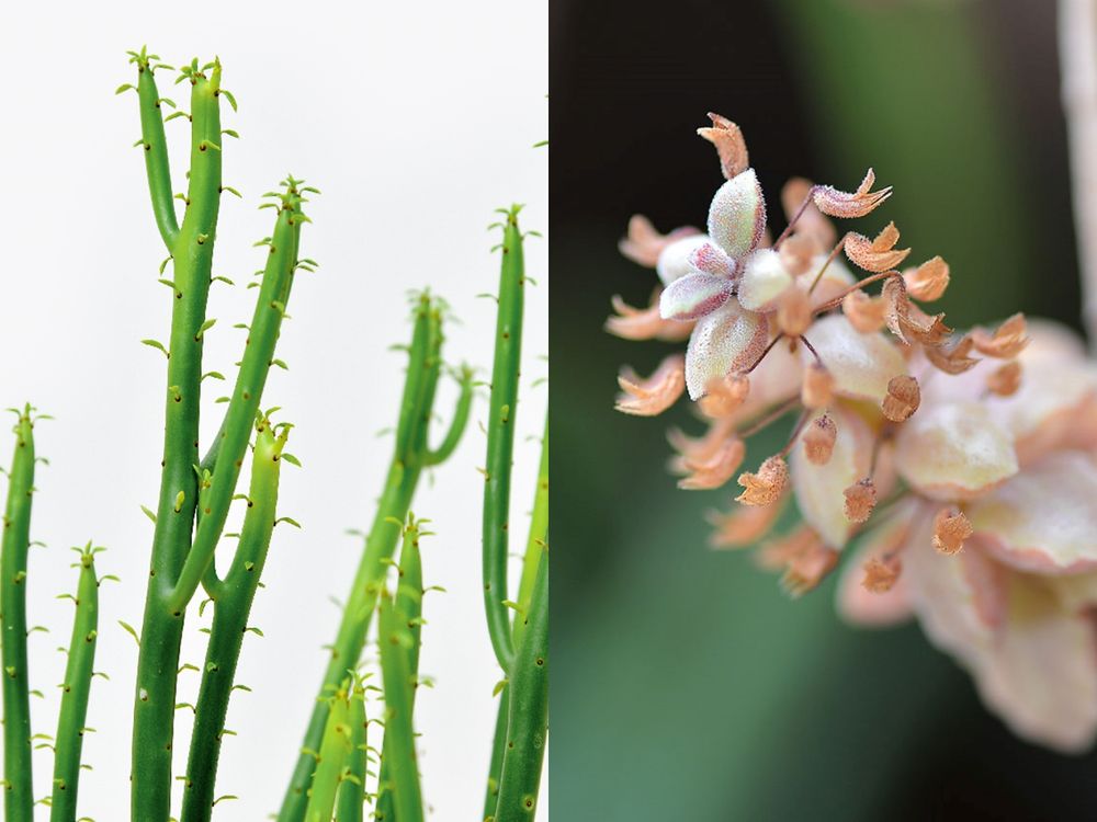 2024年底招財小物推薦！5款開運招財多肉植物推薦、放在桌上可愛又能賺大錢！-4