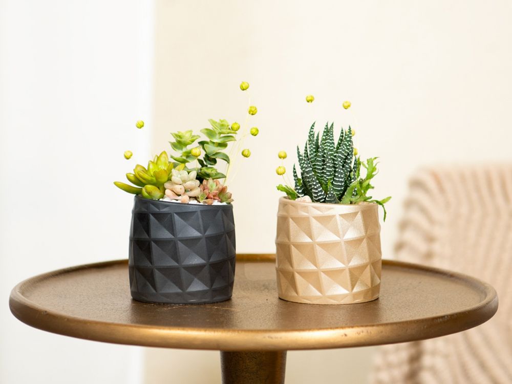 2024年底招財小物推薦！5款開運招財多肉植物推薦、放在桌上可愛又能賺大錢！-7