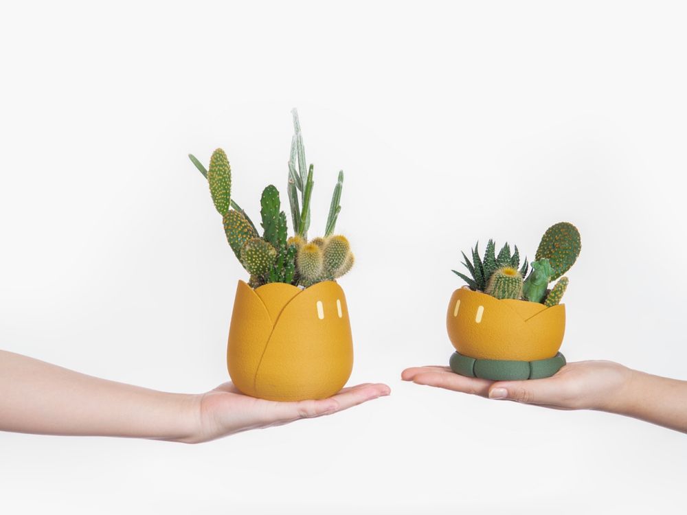 2024年底招財小物推薦！5款開運招財多肉植物推薦、放在桌上可愛又能賺大錢！-9