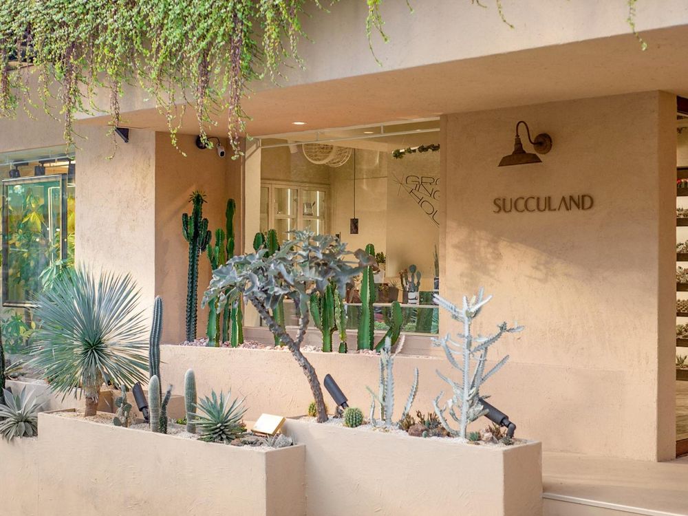 2024年底招財小物推薦！5款開運招財多肉植物推薦、放在桌上可愛又能賺大錢！-10