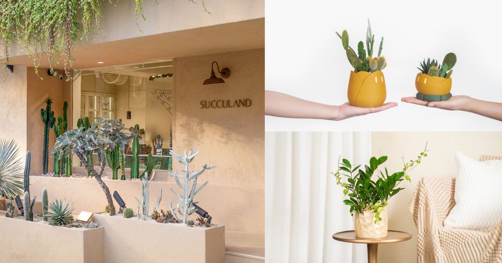 2024年底招財小物推薦！5款開運招財多肉植物推薦、放在桌上可愛又能賺大錢！-11