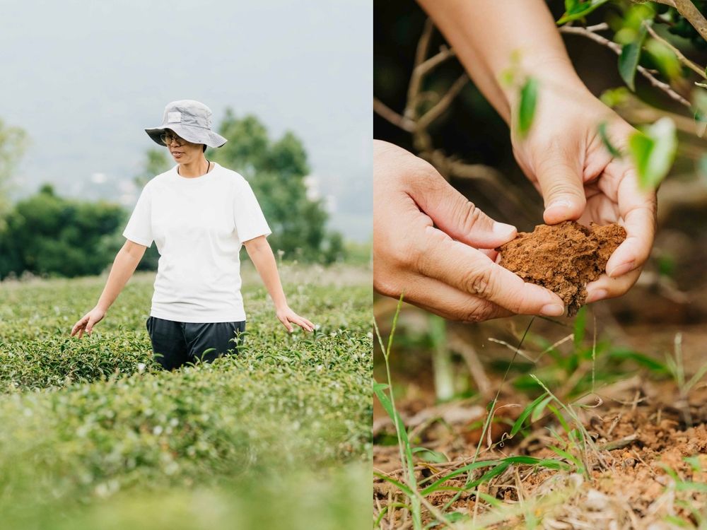 2025新年禮盒推薦！曾的茶「紅美人紅茶、公主美人茶」多層次清香征服國際味蕾、送禮絕不出錯！-1