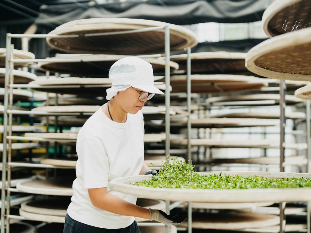 2025新年禮盒推薦！曾的茶「紅美人紅茶、公主美人茶」多層次清香征服國際味蕾、送禮絕不出錯！-10