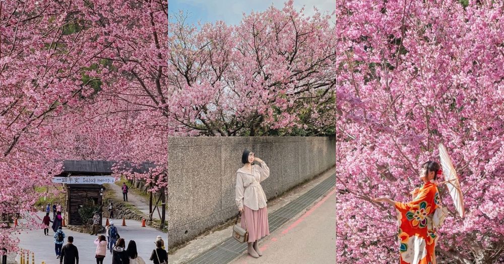 2025全台5大賞櫻景點推薦！陽明山爆美櫻花巷、福壽山農場、司馬庫斯粉紅花海夢幻炸！-9