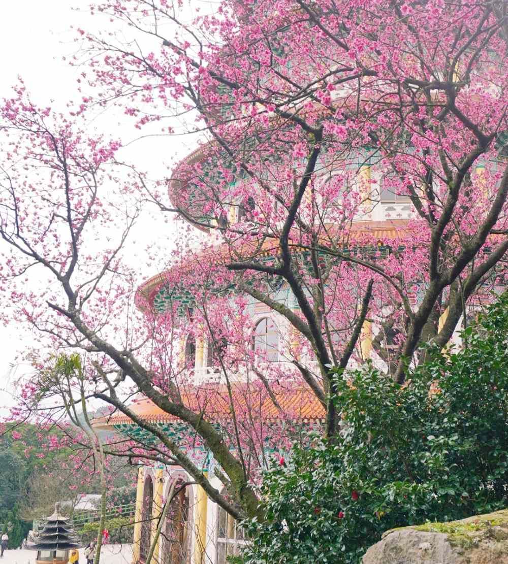 2025春季全台必拍5大花海景點推薦！士林官邸鬱金香、黃花風鈴木、櫻花花海⋯美到相機停不下來！-15