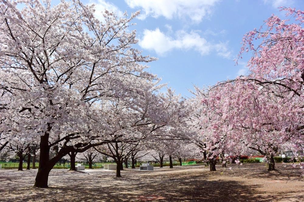 2025日本東京6大賞櫻景點推薦！木場公園爆美粉白櫻花海、隅田公園捕捉晴空塔櫻花美景夢幻炸！-3