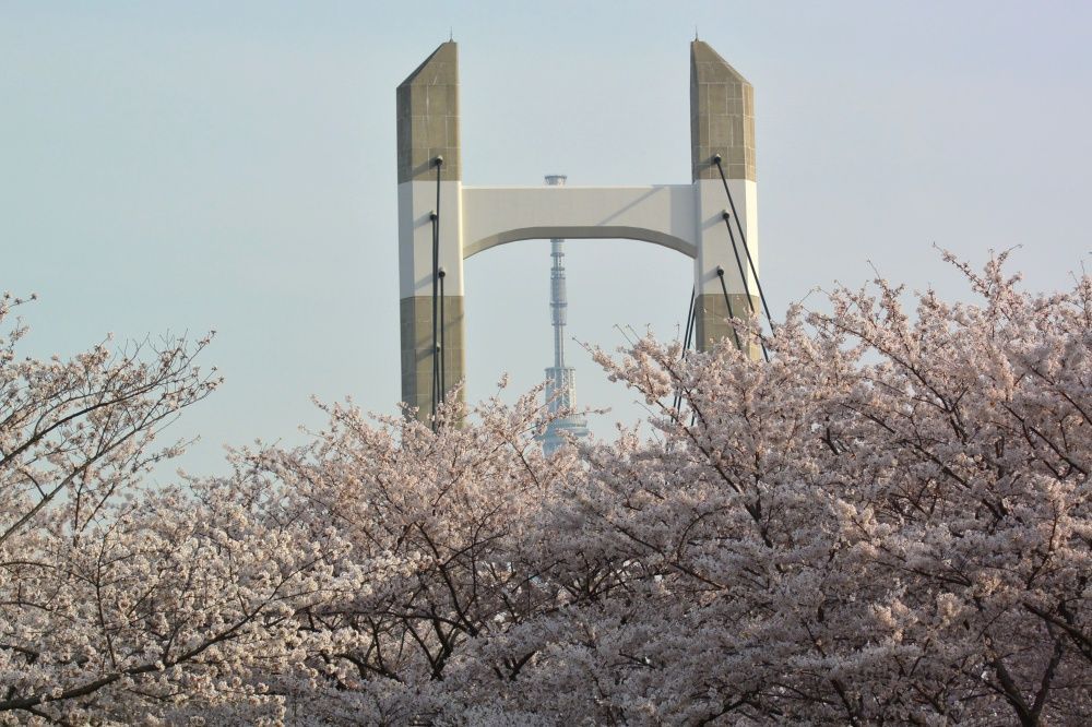 2025日本東京6大賞櫻景點推薦！木場公園爆美粉白櫻花海、隅田公園捕捉晴空塔櫻花美景夢幻炸！-4