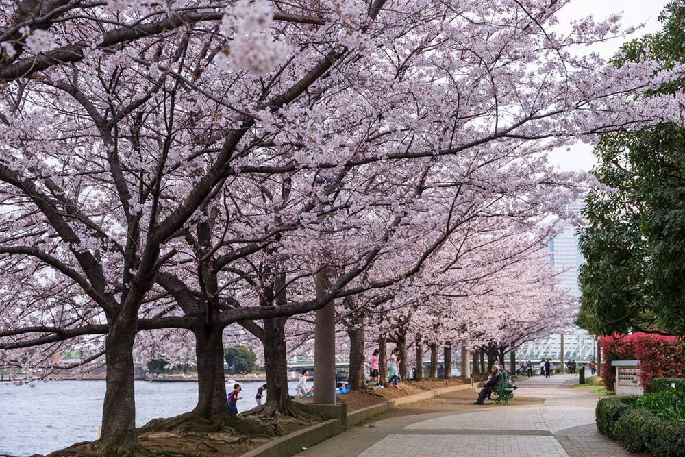 2025日本東京6大賞櫻景點推薦！木場公園爆美粉白櫻花海、隅田公園捕捉晴空塔櫻花美景夢幻炸！-6