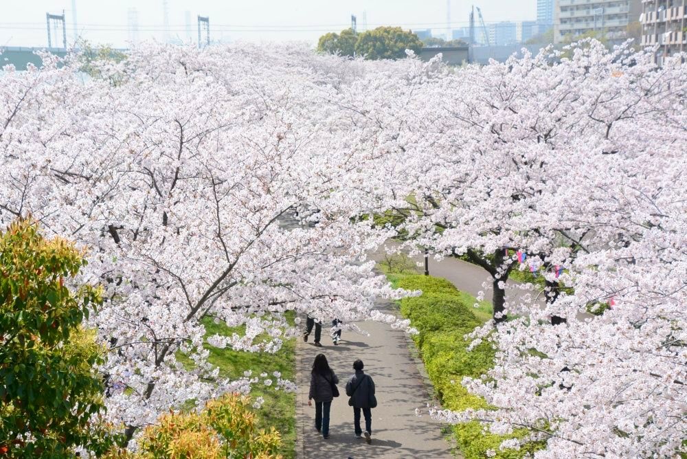 2025日本東京6大賞櫻景點推薦！木場公園爆美粉白櫻花海、隅田公園捕捉晴空塔櫻花美景夢幻炸！-7